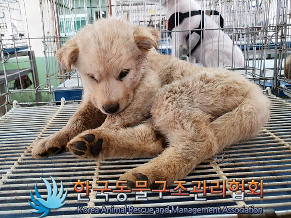 한국동물구조관리협회_441414202300202